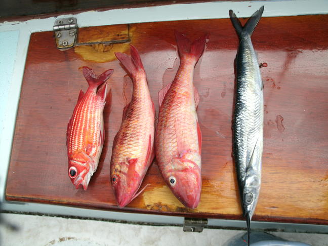 Pescado fresco de la isla Brava