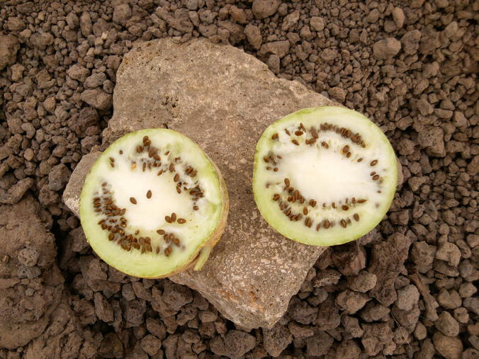 melón silvestre Cabo Verdiano