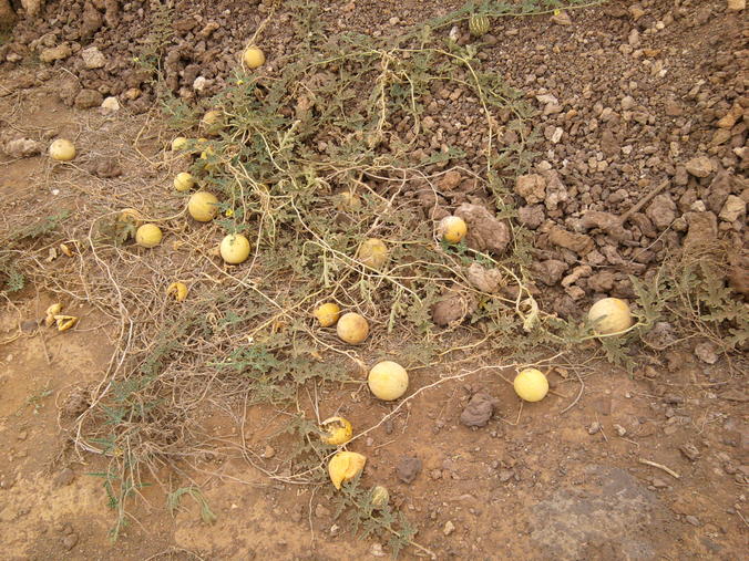 melones silvestres en Sal