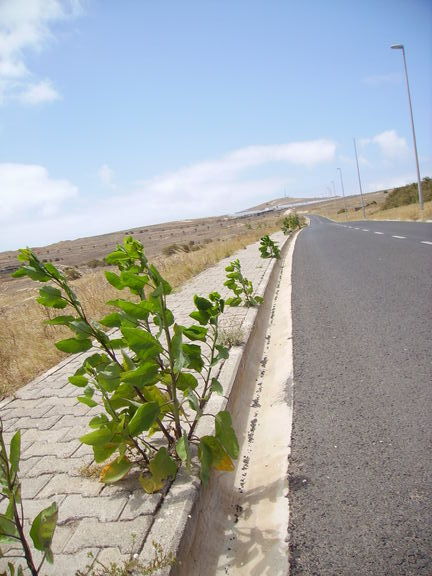 Acera con plantas en Porto Santo