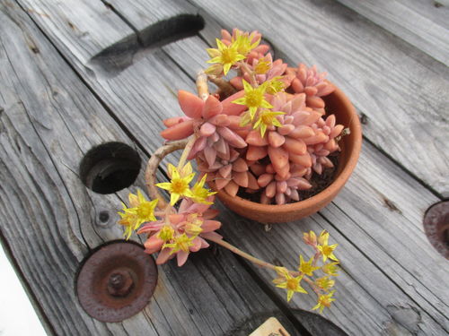 planta carnosa con flores amarillas sobre mesa de madera gris