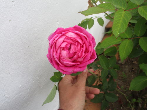 hermosa rosa sostenida por una mano delante de una pared blanca