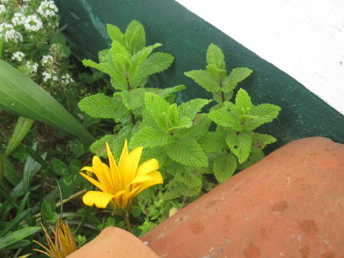 plantas de menta silvestre creciendo en un rincón de un jardín