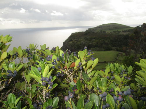 Endrinas silvestres de Azores