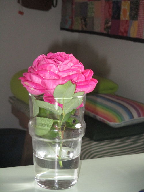 rosa en vaso de cristal