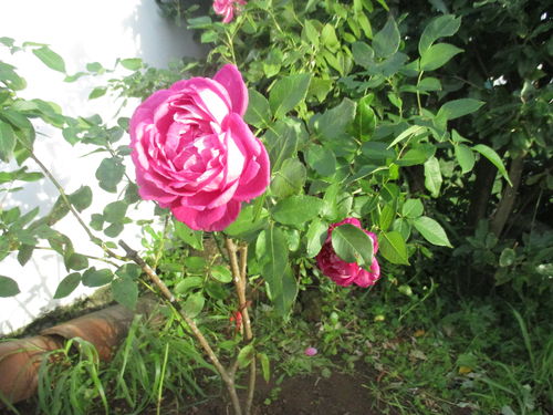 rosa azoriana de noviembre