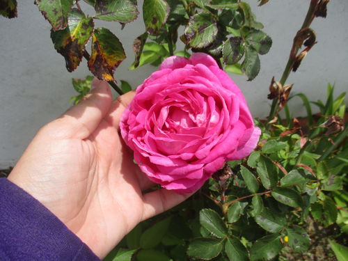 Rosa de verano en Malbusca