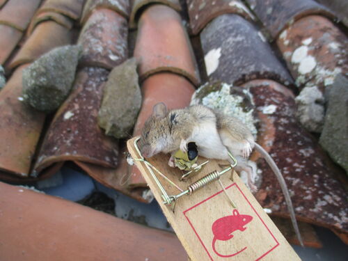Ratón desesperado matado por querer comer