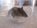 ratón en su burbuja de cristal