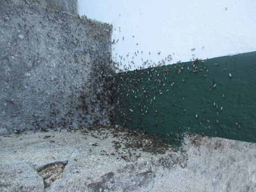 hormigas en la Isla de Santa María - Azores