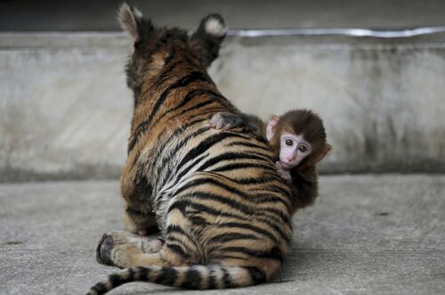 Tigre y Mono intentando entenderse