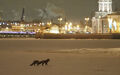 dos zorros sobre el río Nevá de San Petersburgo