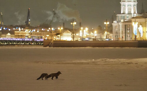 Dos zorros de excursión en el río Nevá de San Petersburgo
