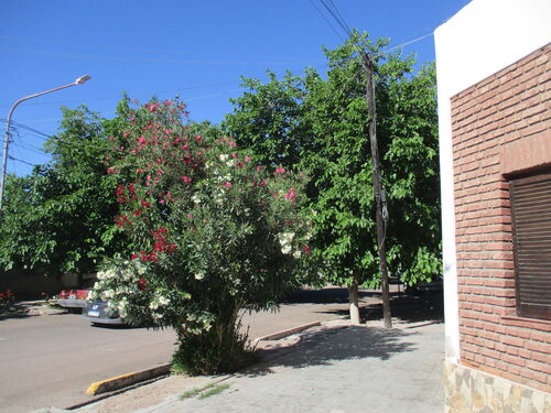 La primavera llegando a mi casa en Mendoza