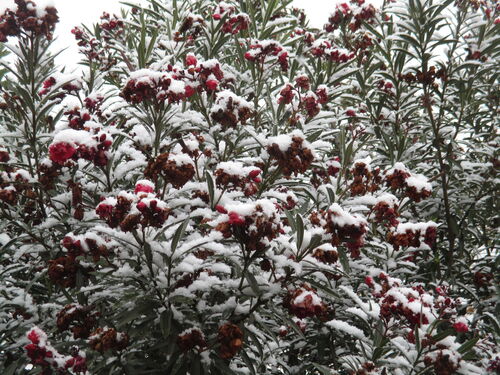 Adelfa (rosa olivo en Argentina) nevada en el invierno mendocino