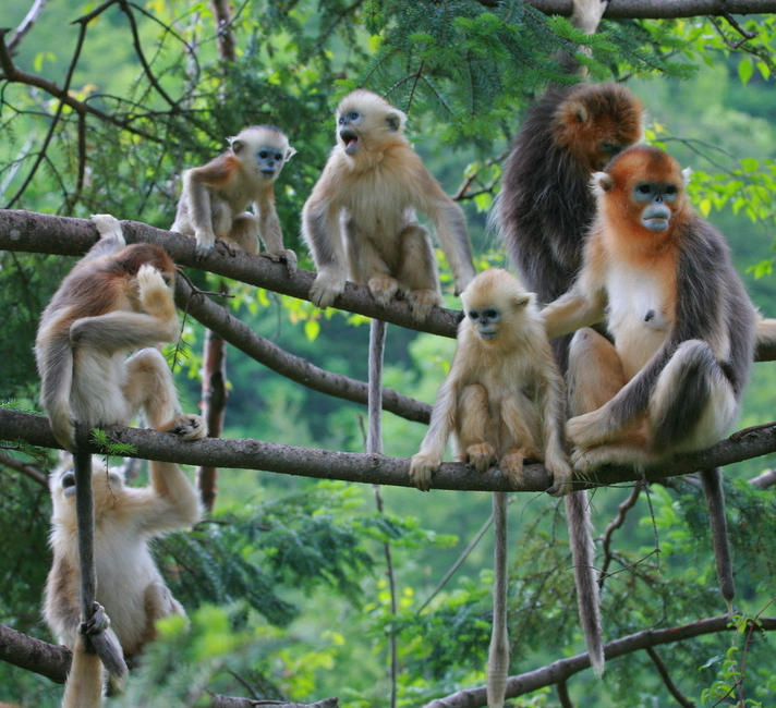 Familia de monos esperando que llegue su año